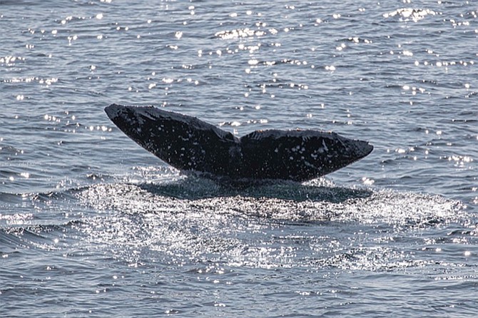 Our three-hour naturalist guided whale watching and citizen science tour is onboard Flagship Cruises & Events vessel where we use binoculars to observe whales, dolphins, and birds while learning about the annual gray whale migration and marine mammal conservation.