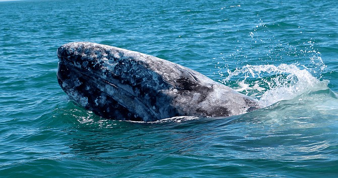 During our excursion we will record important data for any marine mammal sightings using the Whale Alert app, which helps scientists study the whales along our coast.