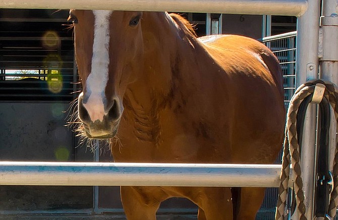 Chad Harris, owner of Seabreeze Farms, said the horse facility was built about 15 years ago, but it has been losing money ever since.