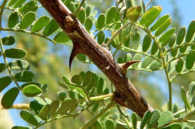 One look at the thorns on Acacia greggii there's no surprise that they were called “tear-blanket” and “wait-a-minute bush” by early desert pioneers.