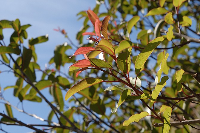 Laurel sumac (Malosma laurina) has green foliage year-round, new leaves are reddish-bronze in color. Leaves tend to fold resembling taco shells which gives it the common name "taco plant."