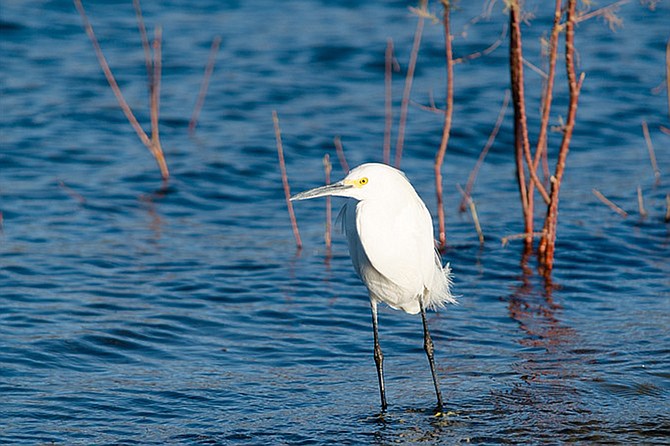 Hike along the San Diego Bay National Wildlife Refuge and learn about the rich birdlife and restored wetlands.
