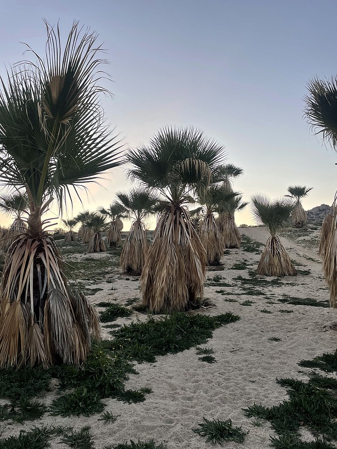Palm trees planted at Lake by Melissa, Jeff, and Corbin
