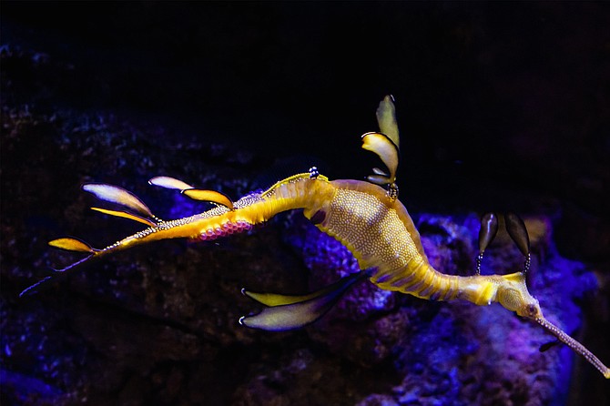 Weedy sea dragon with eggs on tail.