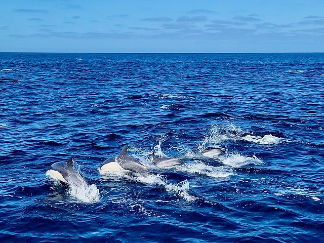 Whale Watching - Pod of Dolphins