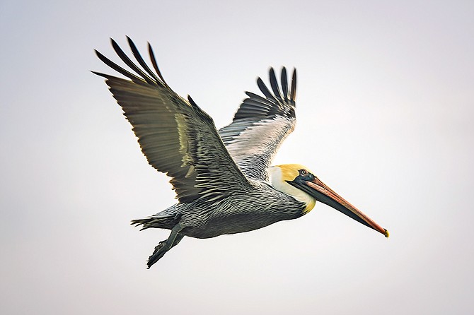 A Brown pelican takes flight