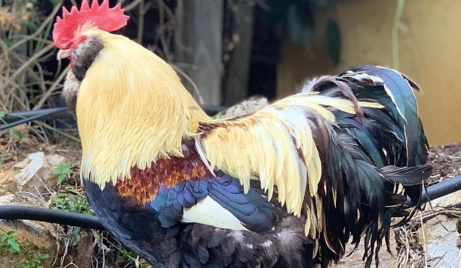Jax as adult rooster. Hahn calculated that using two roosters in her flock at her house, she would have about 60 fertilized eggs per week.