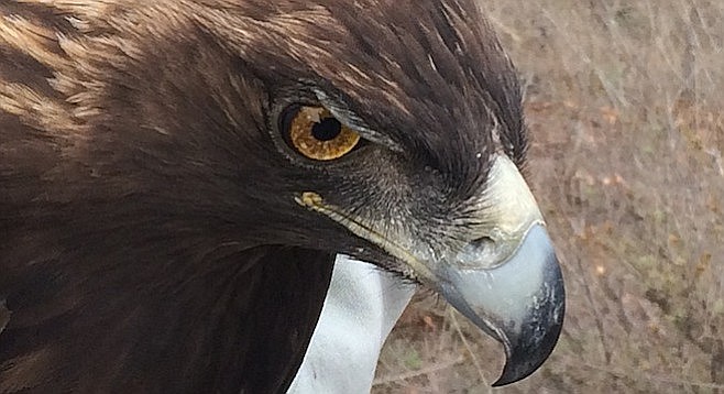 Golden eagle