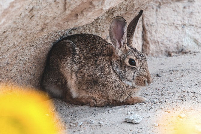 San Diego's grasslands benefit from a healthy rabbit population.