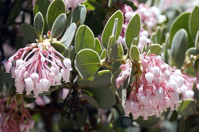 Manzanitas often bloom early in Winter and are very popular with butterflies and hummingbirds.