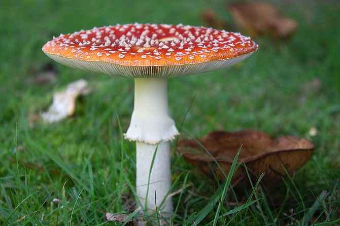 San Diego Mycological Society presents the 25th Annual Fungus Fair at Casa del Prado in Balboa Park.