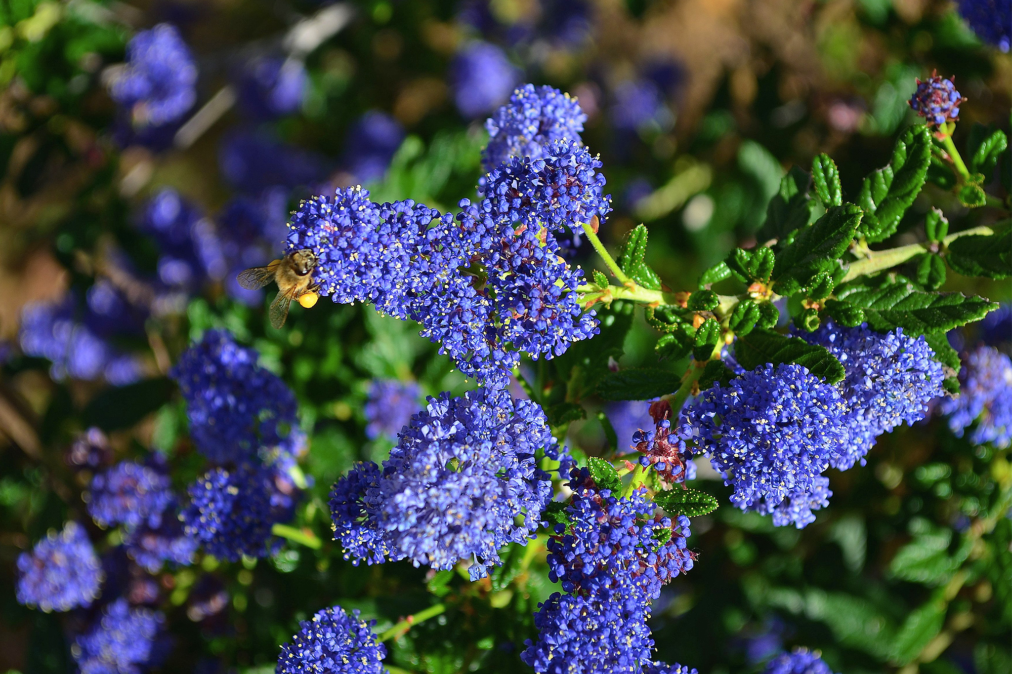 Ceanothus Marches East, Red Monkey Flower Attracts Hummingbirds - Vimarsana News
