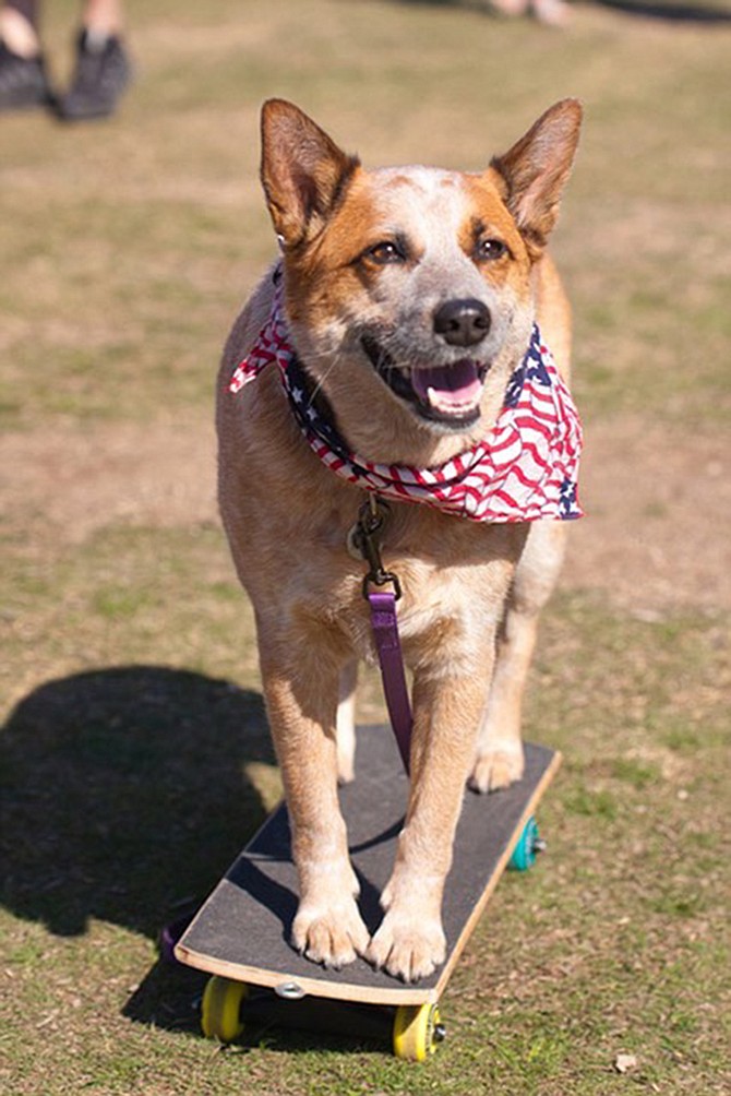 Get your pup microchipped and pet licensing done by the San Diego Humane Society. No appointments necessary.