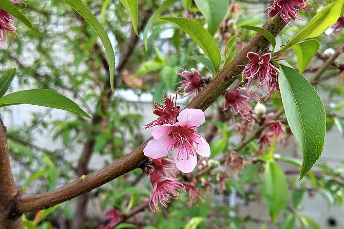 Peach trees typically bloom in late winter or early spring.