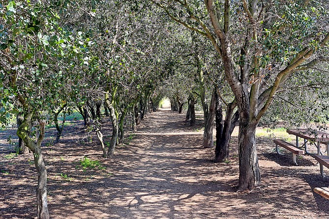Tunnel of oak trees.