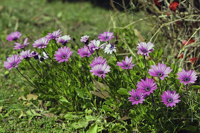 Osteospermum can bloom from Spring through Summer in cool San Diego climates.