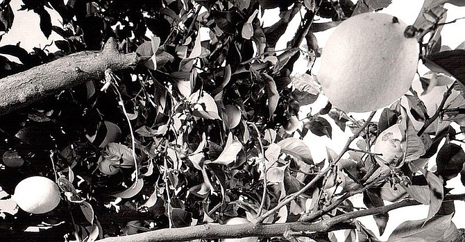 I rolled out a new roof on the shed, and I cut in a window that looks out on the lemon tree.