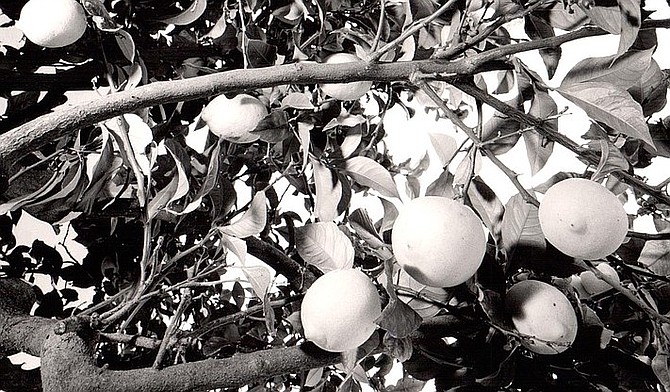 I rolled out a new roof on the shed, and I cut in a window that looks out on the lemon tree.