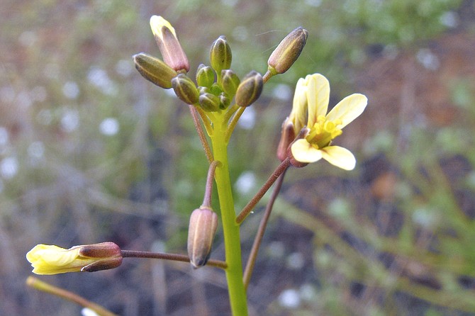 Brassica tournefortii (Asian mustard) at Carmel Mountain Preserve, an invasive plant species in California.