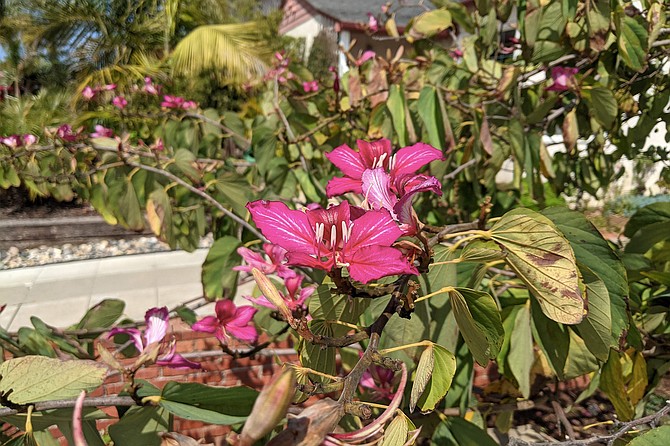 Bauhinia × blakeana commonly called the Hong Kong orchid tree bloom from early November to the end of March.