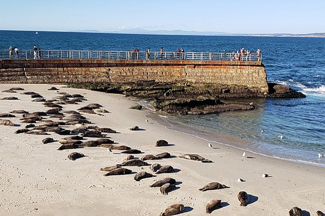Join the Sierra Club Seal Society docents for a fun-filled educational time learning about the local marine mammal pinnipeds here in La Jolla.