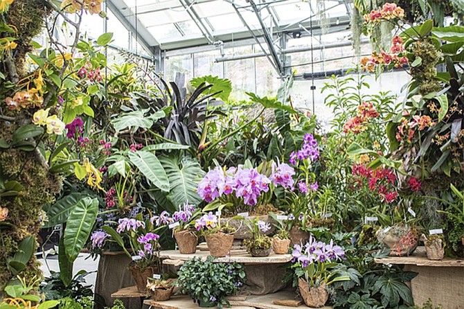 San Diego Botanic Garden hosts its annual spring orchids showcase, World of Orchids, in our state-of-the-art, Dickinson Family Education Conservatory.