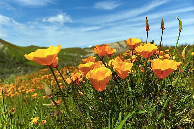 California poppies are generally shades of yellow or orange in the wild, but growers have created them in whites and shades of red.