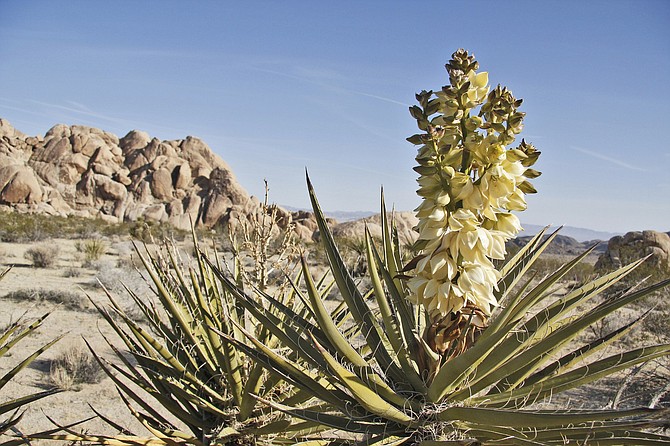 Mojave Yucca is a member of the Agave family and grows from the coast to the desert, from sea level to 8,200 feet.