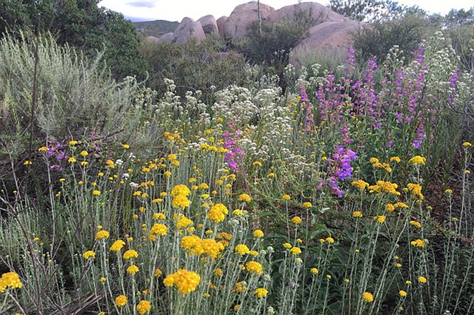 From coastal gardens to rolling north county hillsides, be inspired by San Diego’s native plant landscapes and the people who created them.
