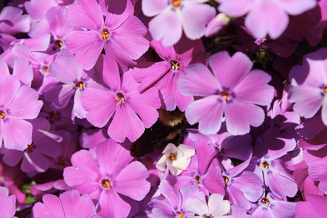 April’s full Moon is called the "Pink Moon" because it corresponds with the bloom of creeping phlox, a common ground cover in the Eastern portion of the United States.