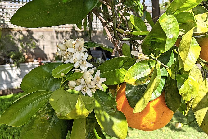 A Valencia Orange tree blossoming in a Point Loma backyard.