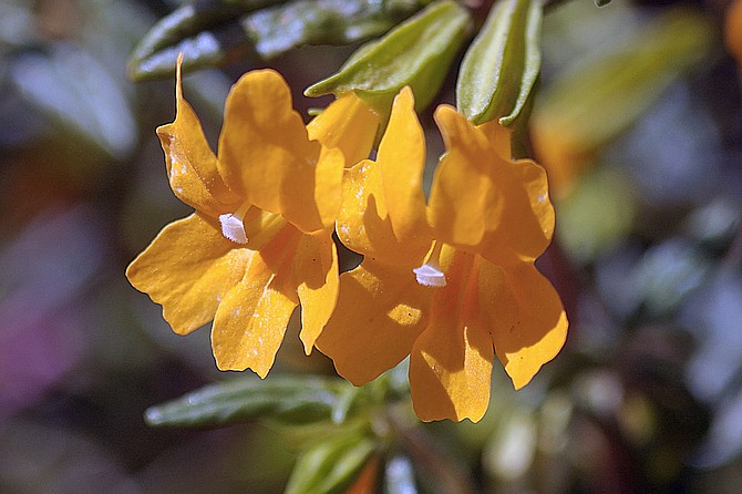 Named "Monkey Flower" because the flower is said to resemble a monkey's face with his tongue sticking out.