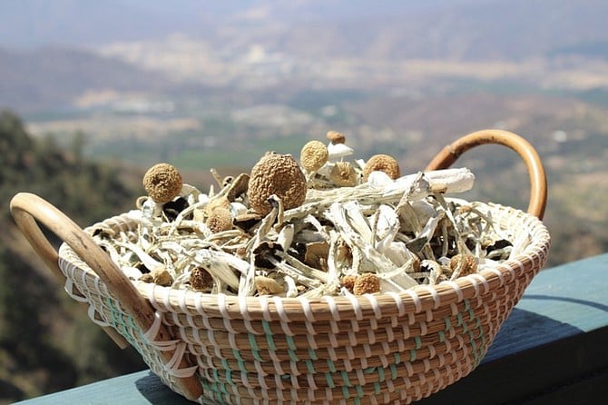 Bowl of magic mushrooms.
