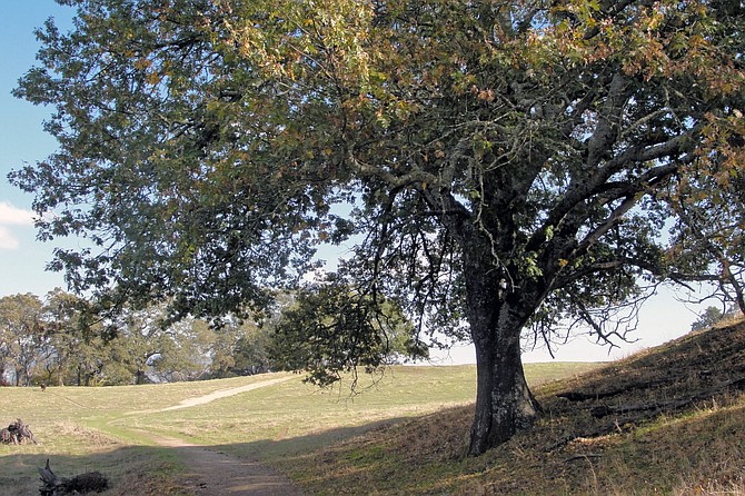 California Black Oak (Quercus kelloggii) is also known as Kellogg Oak.