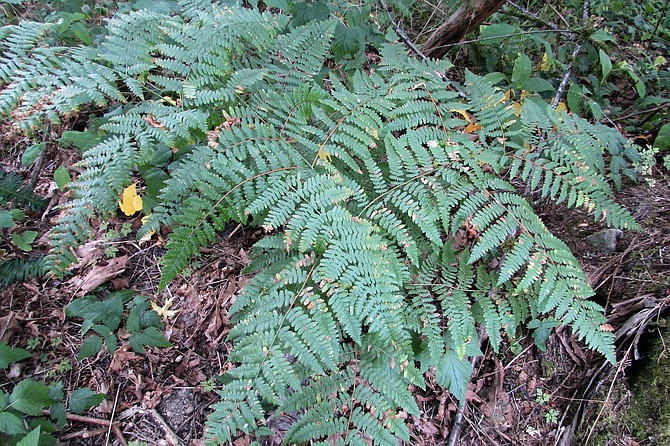 Ferns are some of the oldest known plants on Earth. Ancient species date back to 400 million years ago.