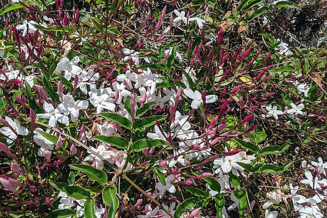 Jasmine is very fragrant but can irritate people with allergies or sensitivity to perfumes.