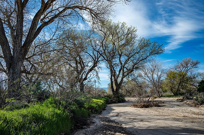 Cottonwood trees will be showing off their best green foliage this month.