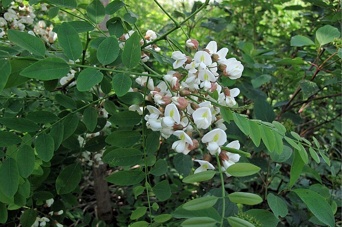 Black locust trees bloom in mid-to-late spring with fragrant white flowers.