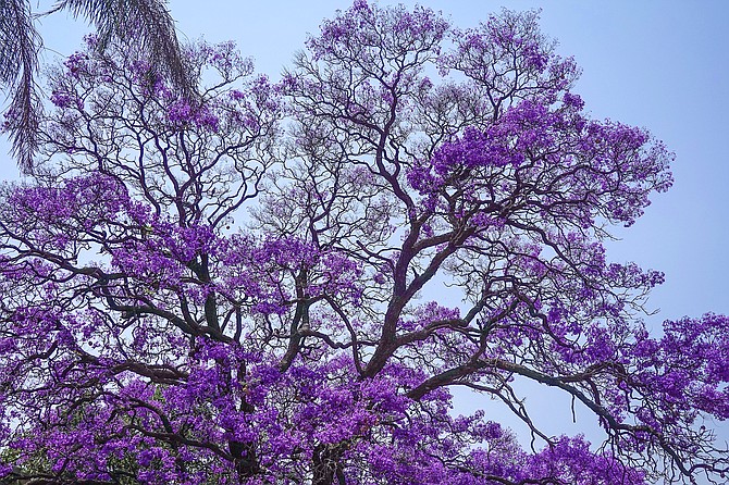 The Jacaranda is popular with urban planners because of its “pavement friendly” roots.