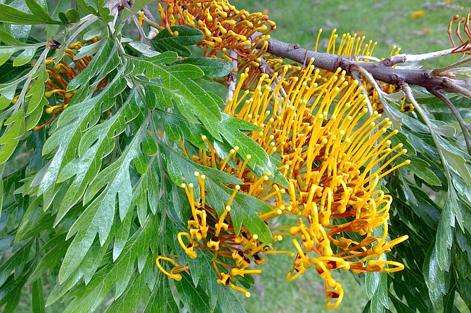 The Silk Oak Tree is not an Oak but is in the Grevillea family and gets its name from the silky feel of the leaves and when cut, the grain resembles English Oak.