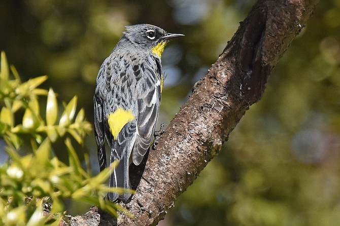 There are two distinct subspecies of yellow-rumped Warblers, the eastern white-throated Warbler and the yellow-throated Warbler in western North America.