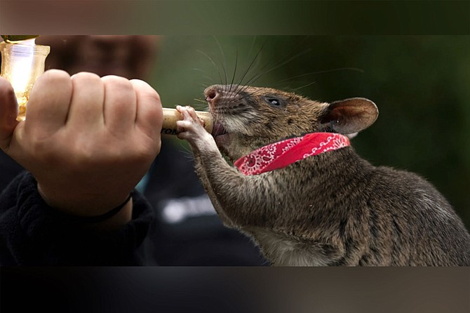 “I didn’t know they even made bandanas that small,” says Zoo wildlife care specialist Ratatouille as she lights a crack pipe for Runa, who now responds only to the name G-naw, and whose neural reward pathways can no longer be triggered by anything short of rock cocaine.