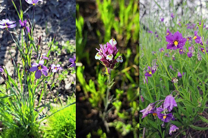 Blue-Eyed Grass, Denseflower Indian Paintbrush, Parish's Nightshade