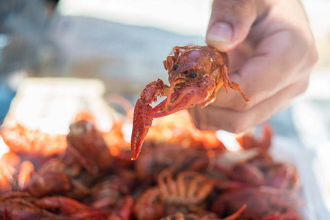 Crawfish