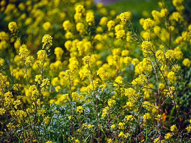Mustard is in the Brassica family along with broccoli, cauliflower, and brussel sprouts.