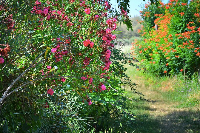 Because Oleander are heat, drought, and salt tolerant they do well in most San Diego climates.
