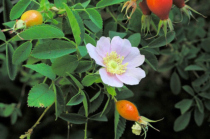California Wild Rose (Rosa Californica) can survive drought conditions but thrives in moist soil close to water.