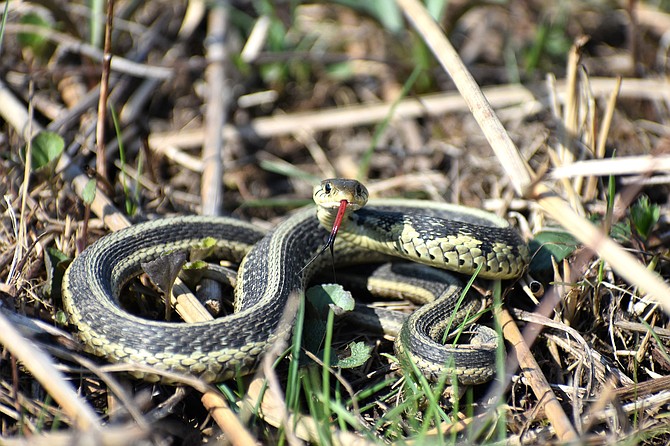 While Garter snakes are not poisonous their saliva contains toxins that cause redness and swelling at the bite.