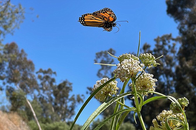 Explore and celebrate nature's pollinators on EDI's Milkweed Farm.