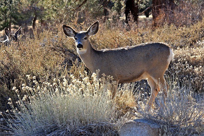 Mule deer are named for their large ears which look like those of a mule.